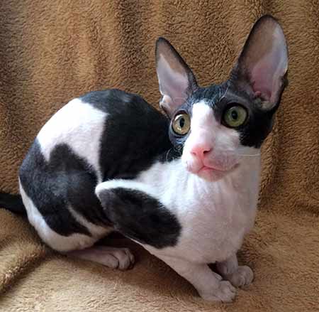 Black and white bicolor cornish rex female