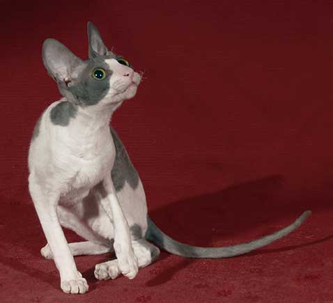 blue and white bi-color cornish rex female