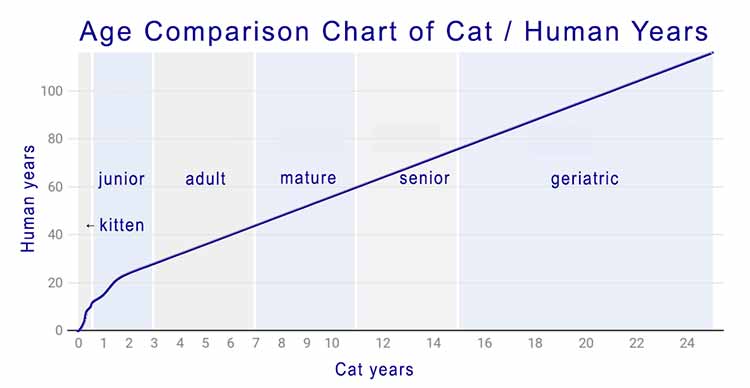 Cat age comparison chart to human years