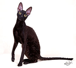Black Cornish Rex cat